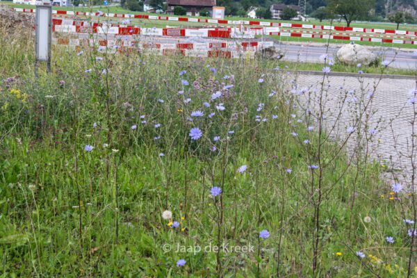 Cichorium intybus – Bild 7