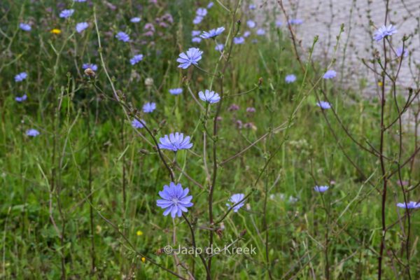 Cichorium intybus – Bild 8