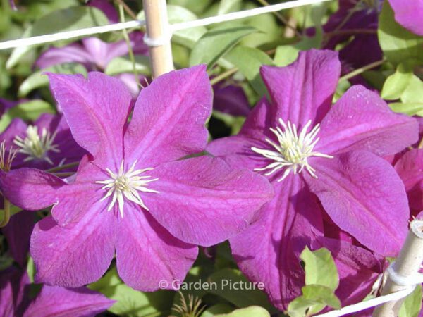 Clematis 'Aotearoa' – Bild 2