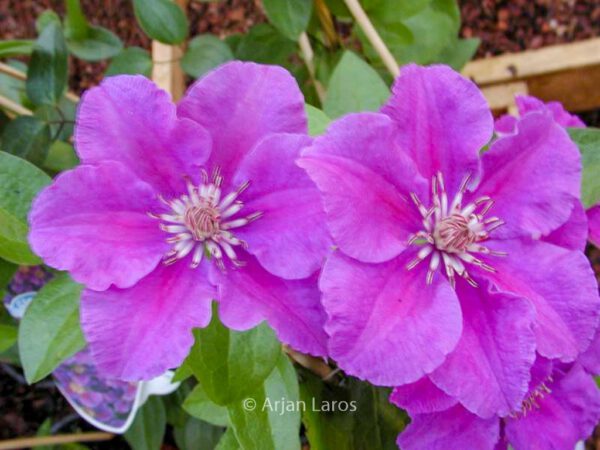 Clematis 'Ashva'