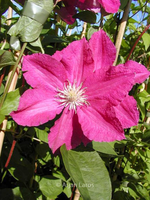 Clematis 'Ernest Markham' – Bild 2
