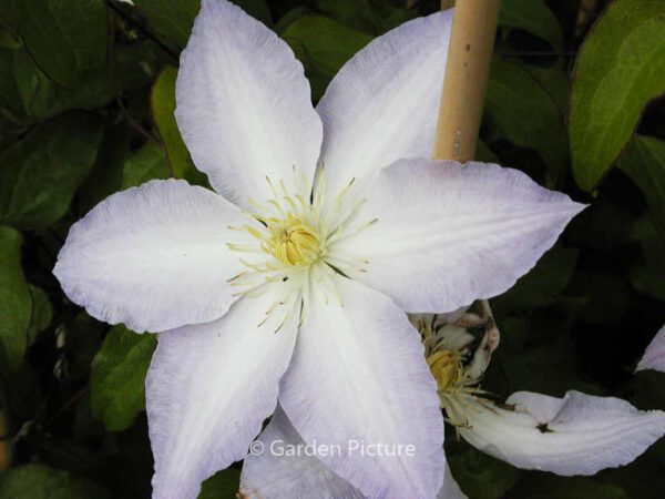 Clematis 'Gladys Picard' – Bild 2