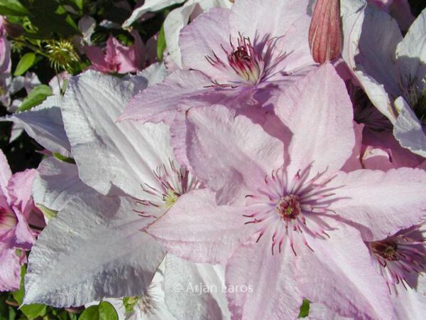 Clematis 'Hagley Hybrid' – Bild 2