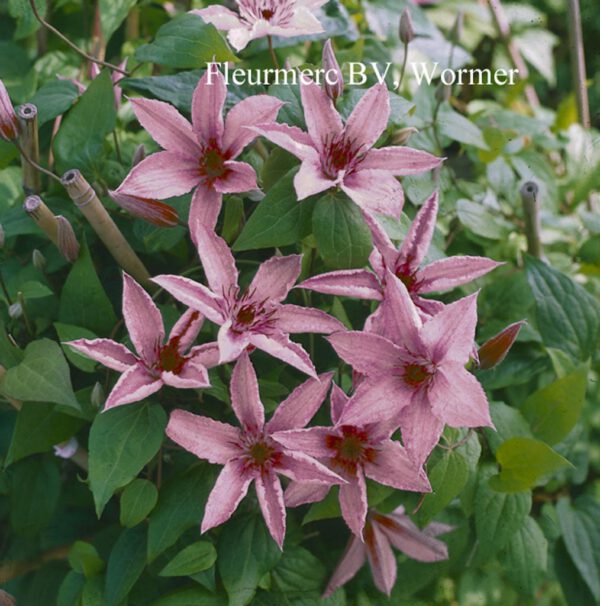 Clematis 'Hagley Hybrid' – Bild 5