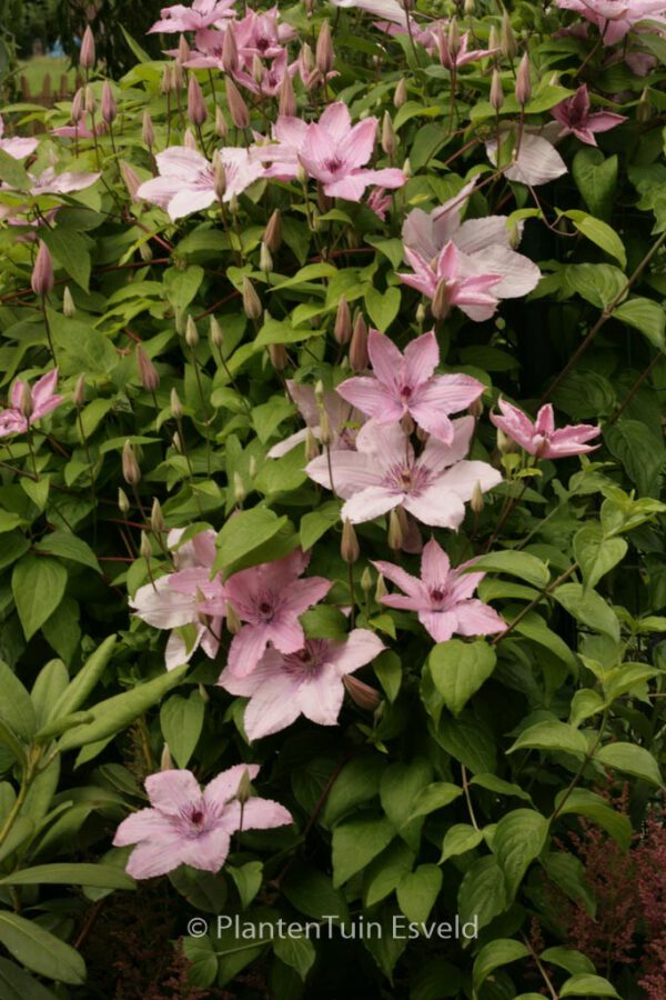 Clematis 'Hagley Hybrid' – Bild 6