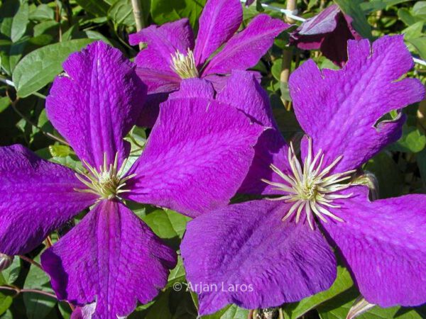 Clematis 'Jackmanii'