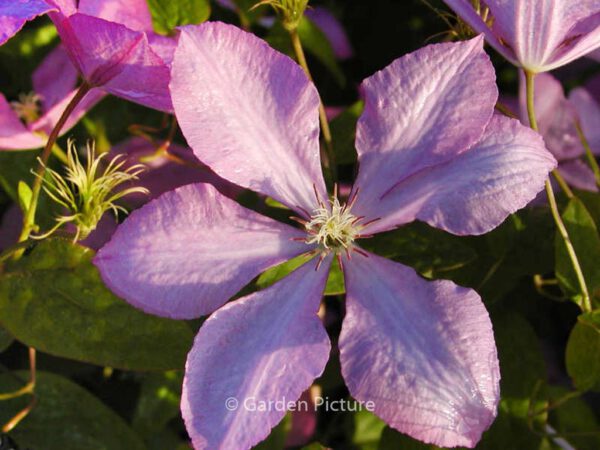 Clematis 'Margaret Hunt' – Bild 2