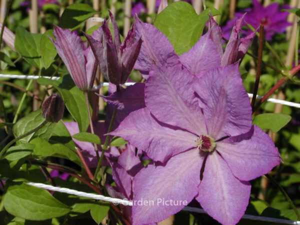 Clematis 'Margaret Hunt' – Bild 3