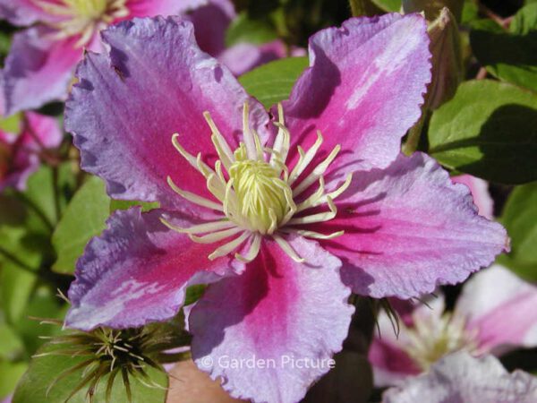 Clematis 'Piilu' – Bild 2