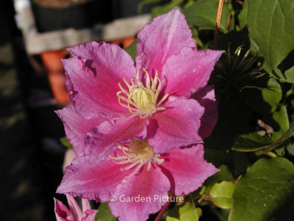 Clematis 'Piilu' – Bild 3