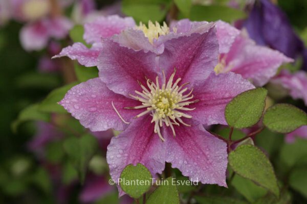 Clematis 'Piilu' – Bild 4
