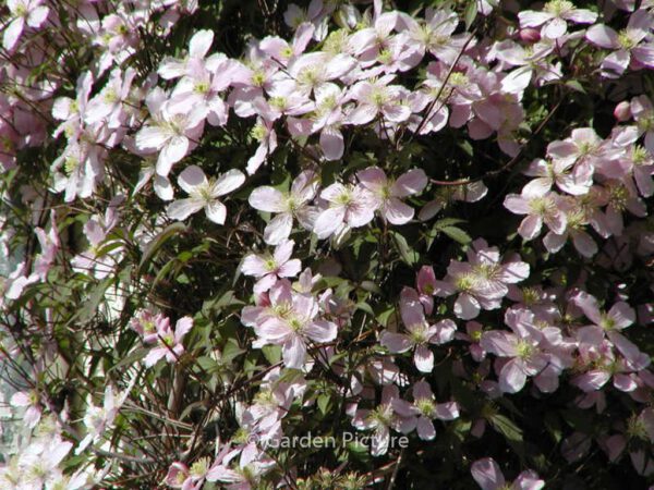Clematis montana 'Rubens' – Bild 2
