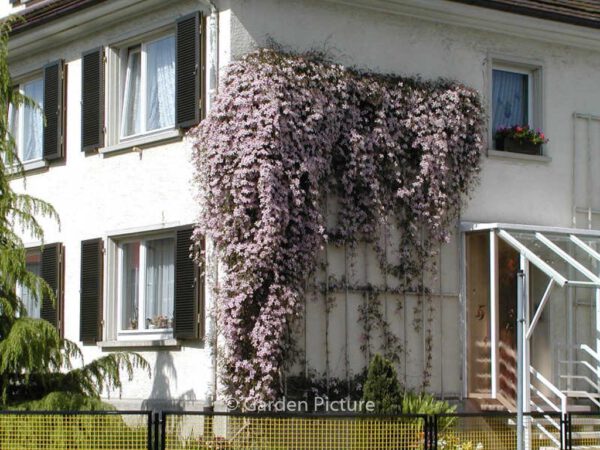 Clematis montana 'Rubens' – Bild 3