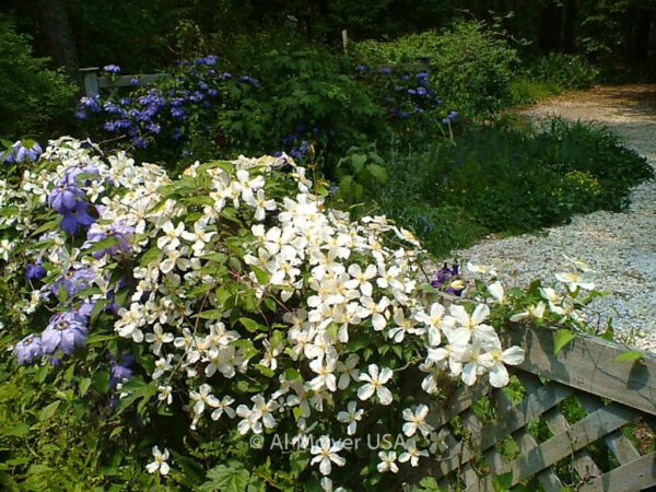 Clematis montana grandiflora – Bild 2
