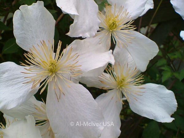 Clematis montana grandiflora – Bild 4
