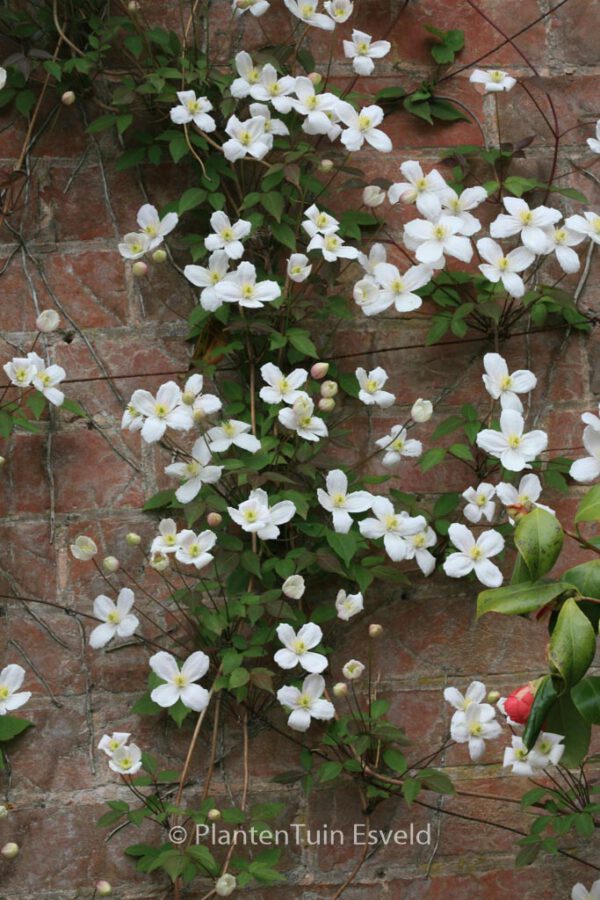Clematis montana grandiflora – Bild 5