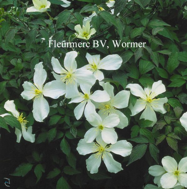 Clematis montana grandiflora – Bild 6