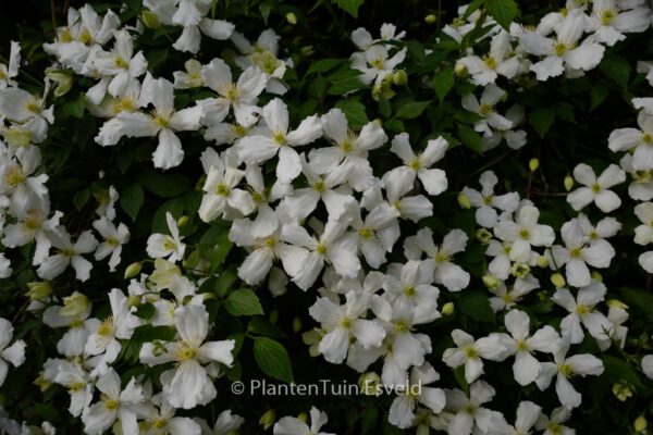 Clematis montana grandiflora