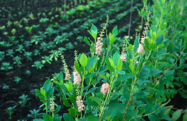 Clethra alnifolia 'Ruby Spice' – Bild 2