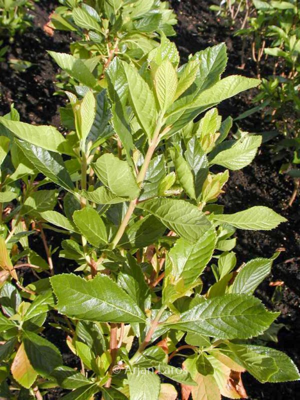 Clethra alnifolia 'Ruby Spice' – Bild 3