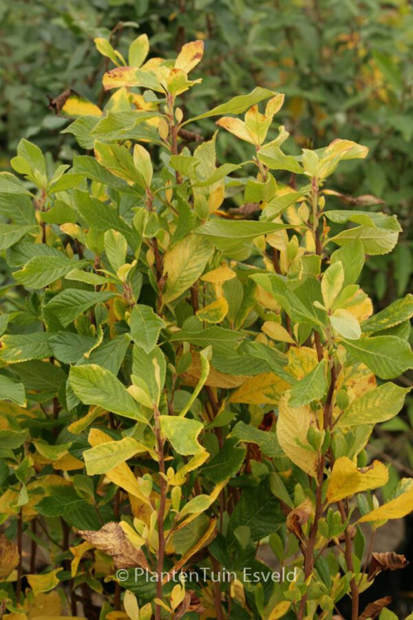 Clethra alnifolia 'Ruby Spice' – Bild 4