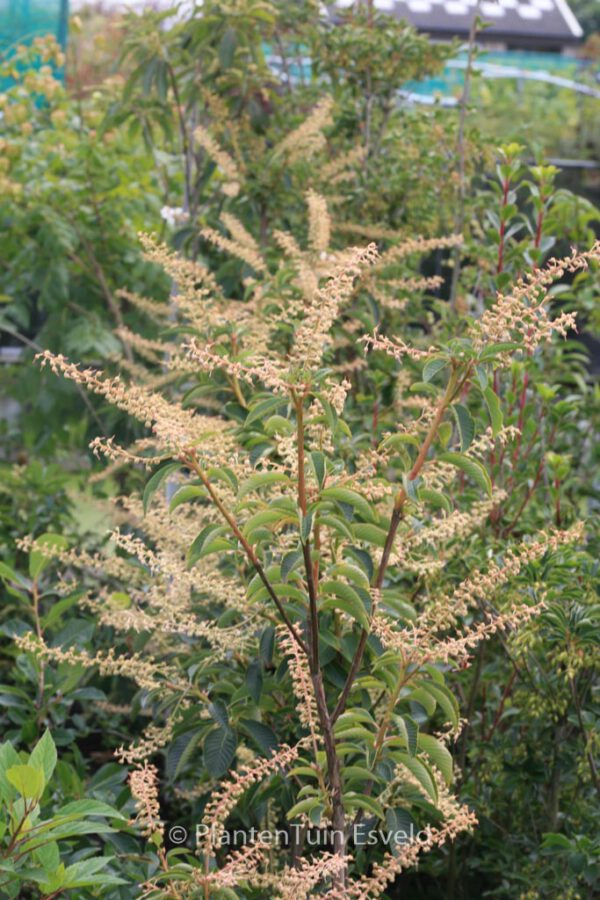 Clethra delavayi – Bild 2