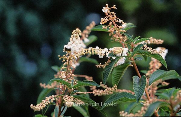 Clethra delavayi – Bild 3