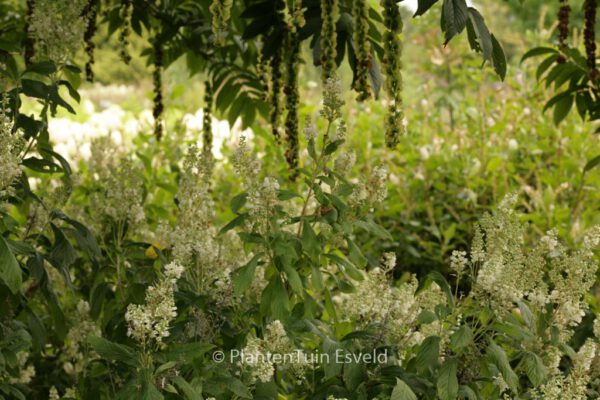 Clethra delavayi – Bild 5