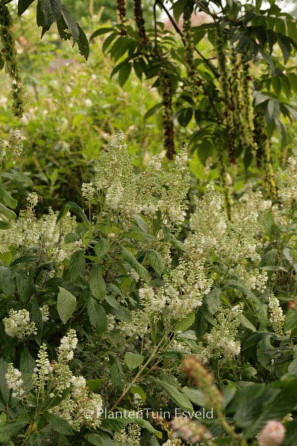 Clethra delavayi – Bild 6
