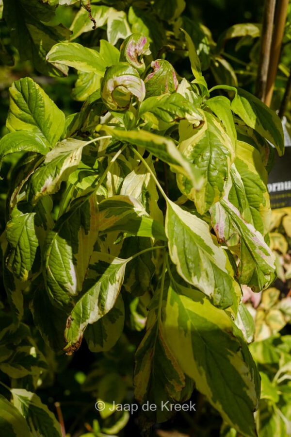 Cornus controversa 'Gosia' – Bild 2