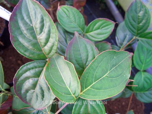 Cornus kousa 'Big Apple' – Bild 2