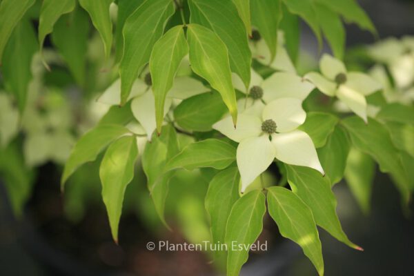 Cornus kousa 'Big Apple' – Bild 3