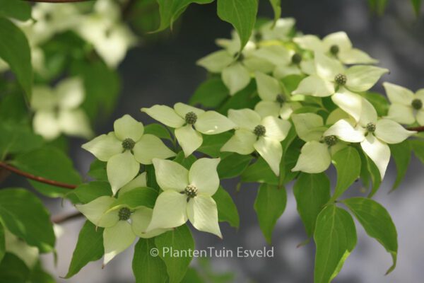 Cornus kousa 'Big Apple'