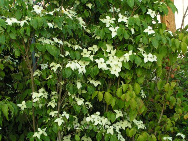 Cornus kousa 'China Girl' – Bild 2
