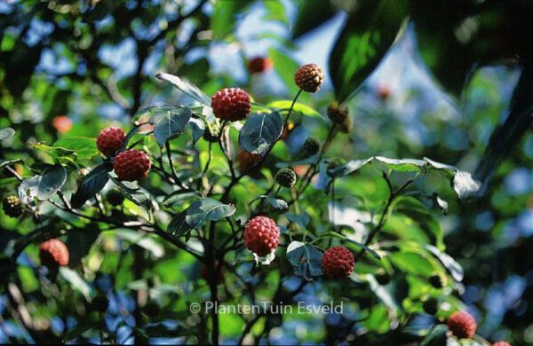 Cornus kousa 'China Girl' – Bild 3