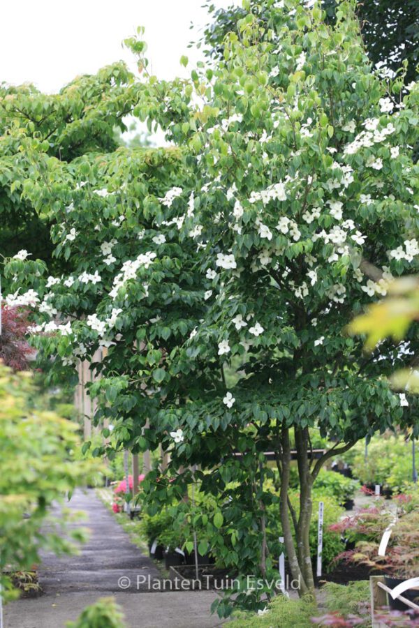 Cornus kousa 'China Girl' – Bild 4