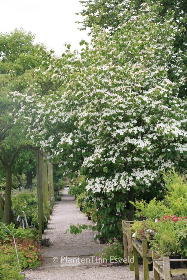 Cornus kousa 'China Girl' – Bild 6