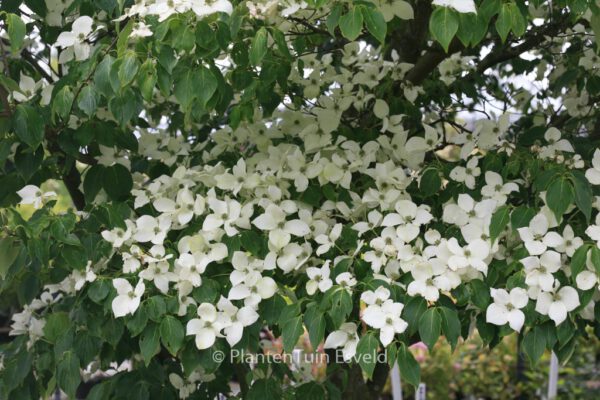 Cornus kousa 'China Girl' – Bild 7