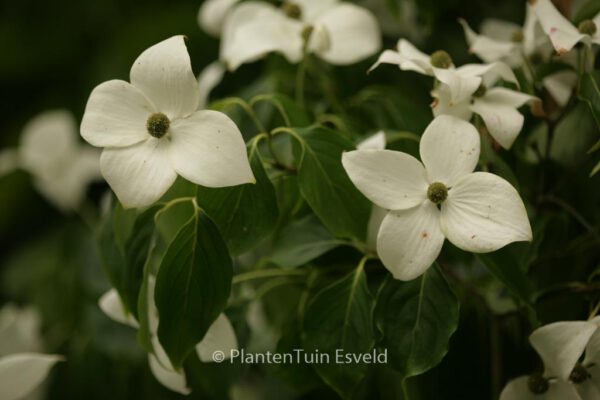 Cornus kousa 'China Girl' – Bild 8