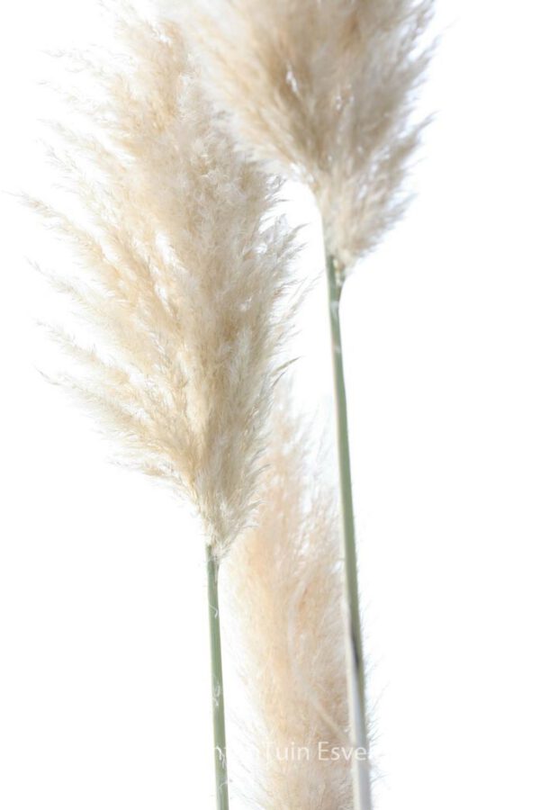 Cortaderia selloana – Bild 4