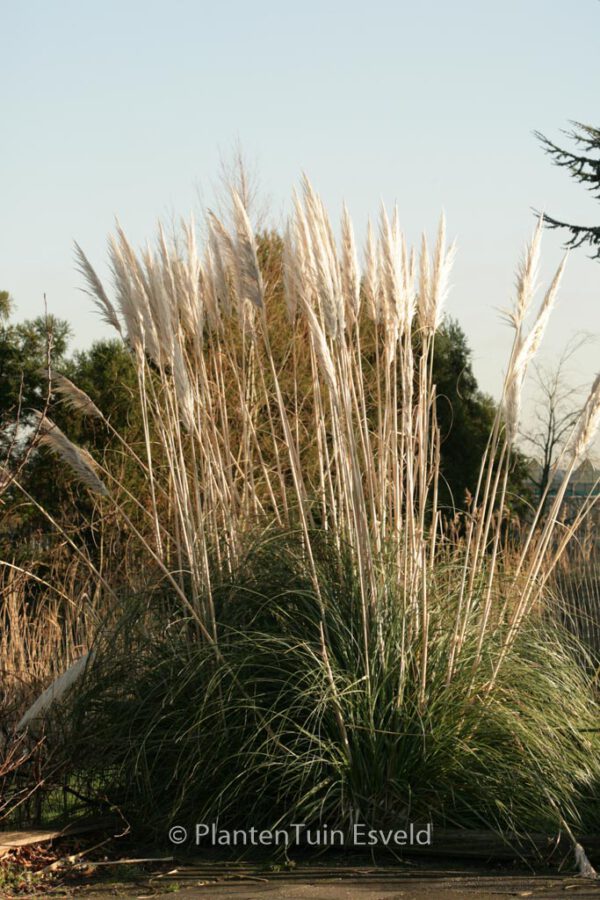 Cortaderia selloana – Bild 7