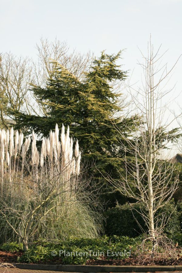 Cortaderia selloana – Bild 8