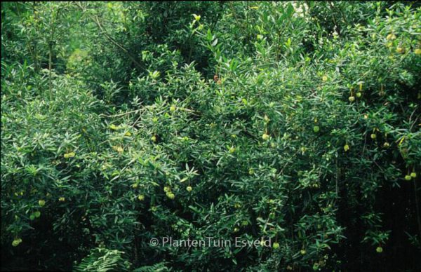 Crinodendron hookerianum – Bild 2