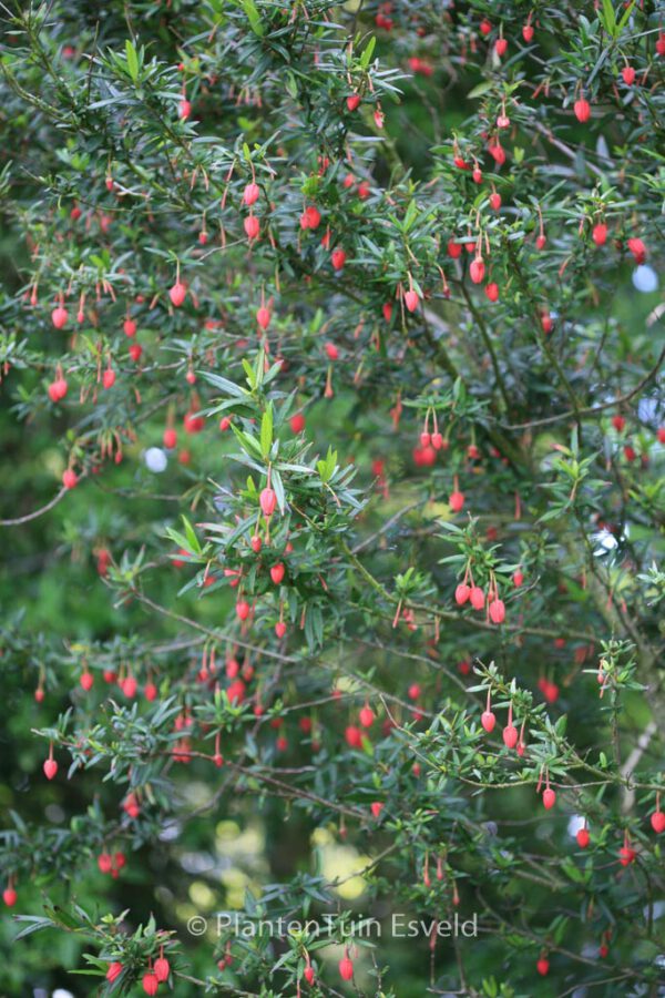 Crinodendron hookerianum – Bild 6