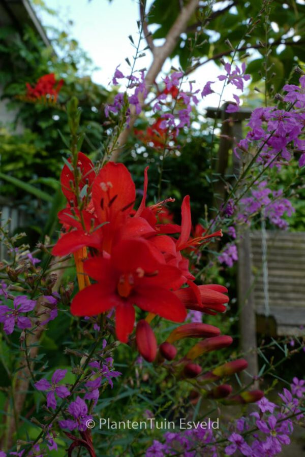 Crocosmia 'Carmine Brilliant' – Bild 2