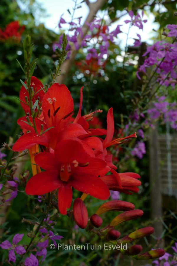 Crocosmia 'Carmine Brilliant' – Bild 3