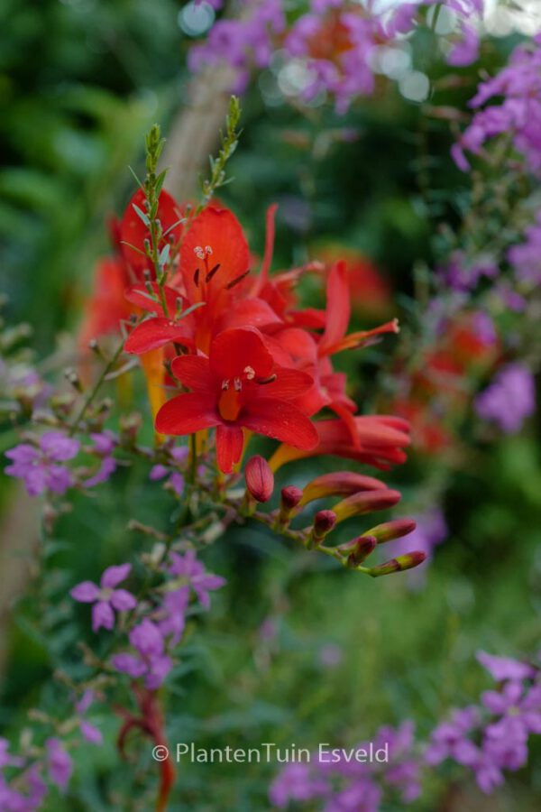 Crocosmia 'Carmine Brilliant' – Bild 4