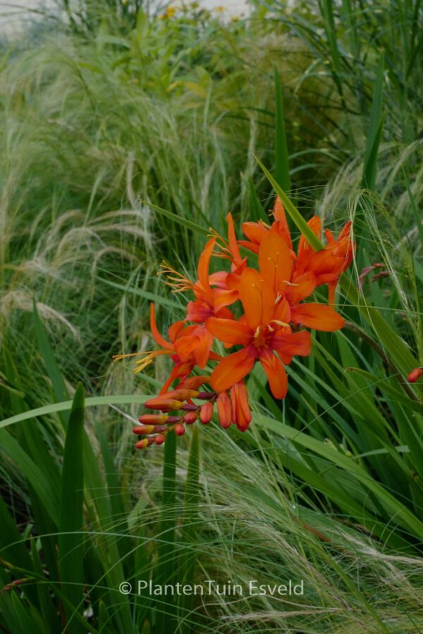 Crocosmia 'Carmine Brilliant' – Bild 5