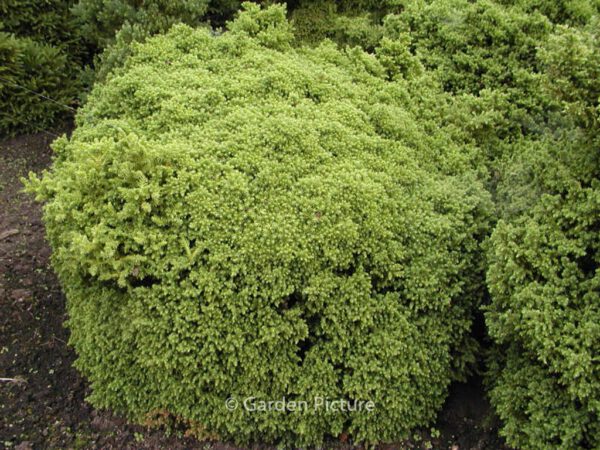 Cryptomeria japonica 'Vilmoriniana' – Bild 2