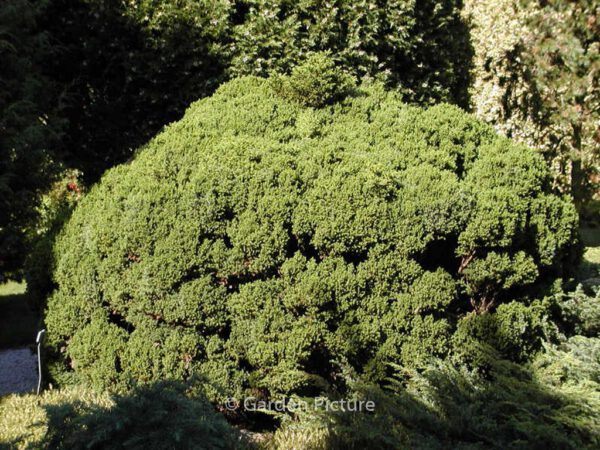 Cryptomeria japonica 'Vilmoriniana' – Bild 3